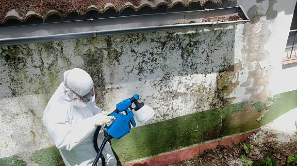 Mold Removal service in Union Pier
